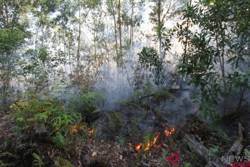 Kebakaran hutan konservasi di Dumai