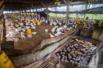 Kementan: Bali miliki pabrik penetasan ayam lokal terbesar
