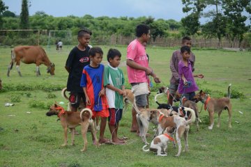 Antisipasi rabies, ratusan anjing liar dieliminasi Dinas Pertanian Mataram