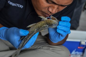 KKP bentuk Gugus Tugas Pengendalian Penyakit Ikan Nasional