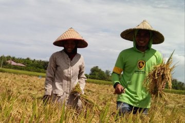 Kementerian Pertanian minta penjual benih padi ilegal ditangkap