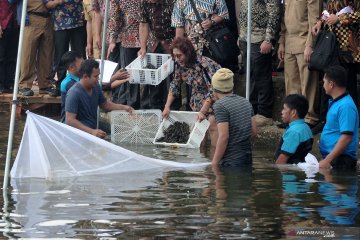 Menteri Susi sebut ironi, konsumsi ikan masyarakat Jambi rendah