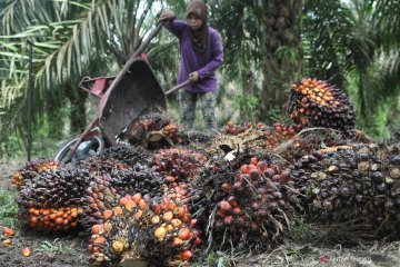 Sumatera Selatan harus percepat hilirisasi komoditas, sebut pakar