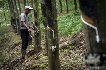 Pemerintah bakal remajakan 50.000 hektare perkebunan karet