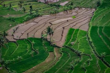 Urgensi membenahi data pangan Indonesia