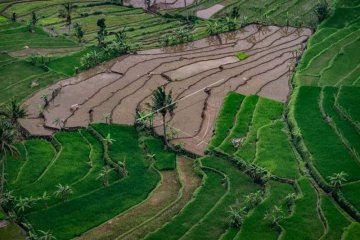 Peneliti: Pandemi berdampak kepada disrupsi sektor pertanian