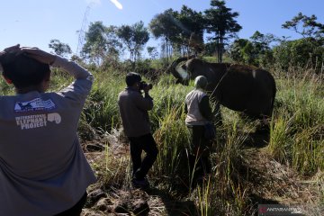 Walhi: gangguan gajah di Aceh akan berlanjut tanpa penghentian alih fungsi hutan