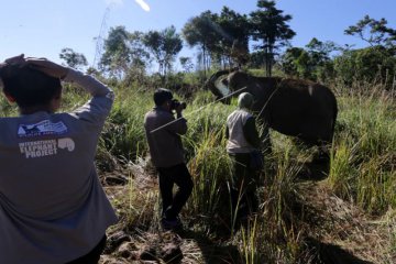 Gajah Jinak Diserang Gajah Liar
