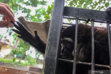 Polres Tanjabtim gagalkan penyelundupan satwa dan hewan diawetkan