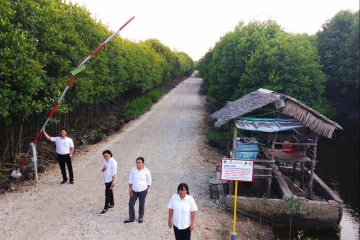 Walhi minta pemerintah selamatkan hutan mangrove yang rusak di Langkat