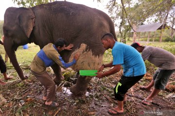 Pengobatan gajah jinak