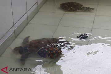 Penangkaran Penyu di Bengkulu Tengah