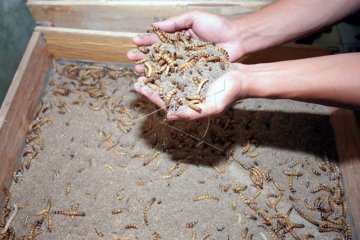 Budidaya Ulat Jerman