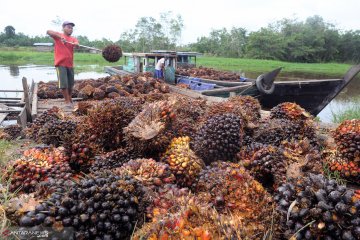 Harga sawit di Riau jatuh