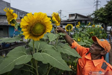 Aneka Taman Bunga Matahari