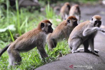Kawanan monyet makin resahkan petani di Tapanuli Selatan