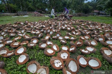 Harga kopra turun