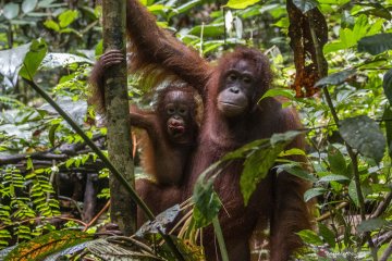 Seekor orangutan dilepasliarkan ke Cagar Alam Jantho Aceh