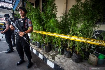 Ungkap jaringan pengedar ganja