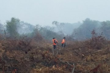 Pemadaman kebakaran lahan di Pulau Rupat terkendala angin kencang
