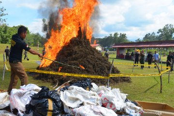 Polisi bakar ratusan kilogram ganja