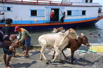 Bongkar muat ternak di Pelabuhan Kalbut