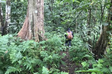 Program rehabilitasi hutan Papua ditambah menjadi 2.500 hektar