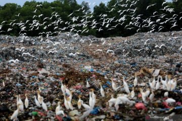 Kuntul Putih Mencari Makan Di TPA