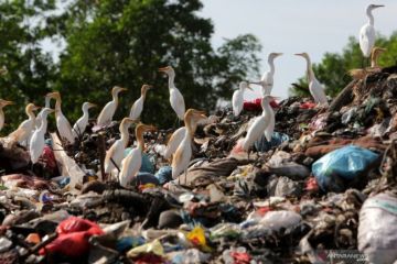 Kuntul Putih Mencari Makan Di TPA
