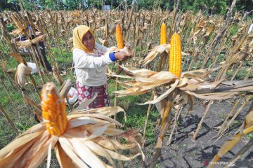 Kementan: harga pakan ternak turun imbas panen raya jagung