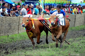 Kejuaraan karapan sapi di Madura