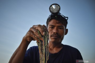 Festival pesona Bau Nyale