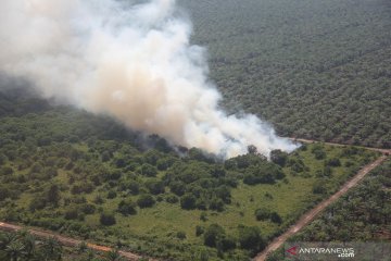 Kebakaran hutan dan lahan perkebunan sawit rakyat