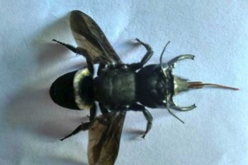 Penemuan kembali lebah raksasa Megachile pluto jadi harapan baru