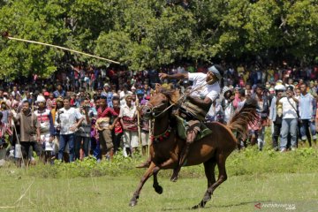 Nyale dan Pasola Sumba yang mendunia