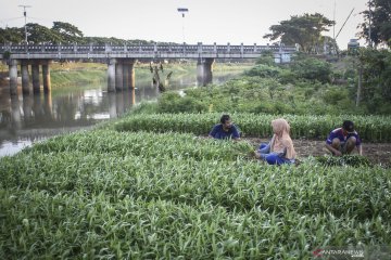 Depok dan Solo berpotensi jadi Kota Cerdas Pangan