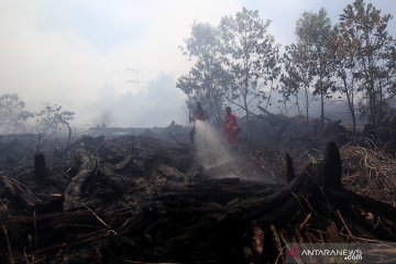Kebakaran hutan di Dumai, Riau
