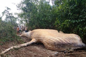 Paus Bungkuk ditemukan mati di hutan bakau