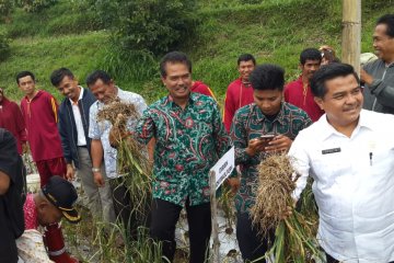 Kementan tanam 575 hektare bawang putih di Solok