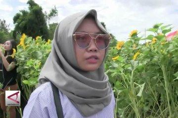 Berwisata di kebun bunga matahari