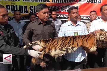 Polda Sumut tangkap penjual kulit Harimau