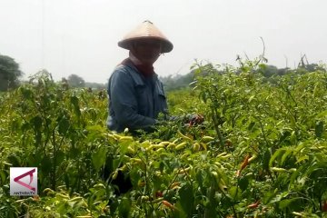 Petani terpaksa panen cabai saat harga sedang rendah