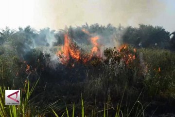 Polisi tangkap enam tersangka pembakar hutan Riau