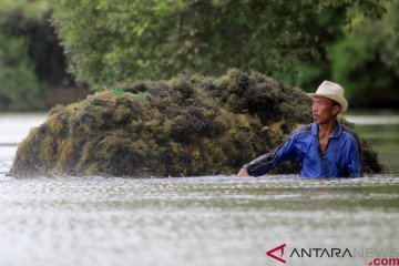 Permintaan rumput laut menurun