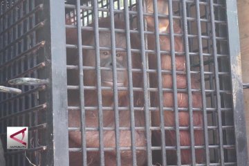 Diimbah dan Hamidah Jadi Penghuni Baru Medan Zoo