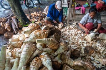 Mengupas rebung