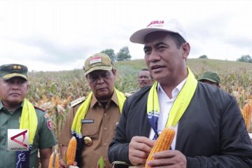 Kalsel integrasikan sawit-jagung