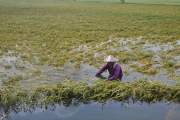 Petani miskin yang puso akibat banjir di Jateng bakal dapat asuransi