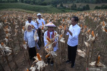 Presiden Joko Widodo memanen jagung di Gorontalo