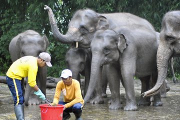 Produksi kertas dari kotoran gajah